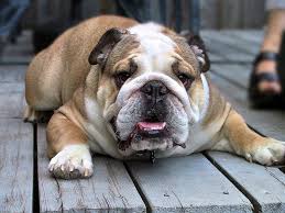 Ider, el bulldog de Moreno