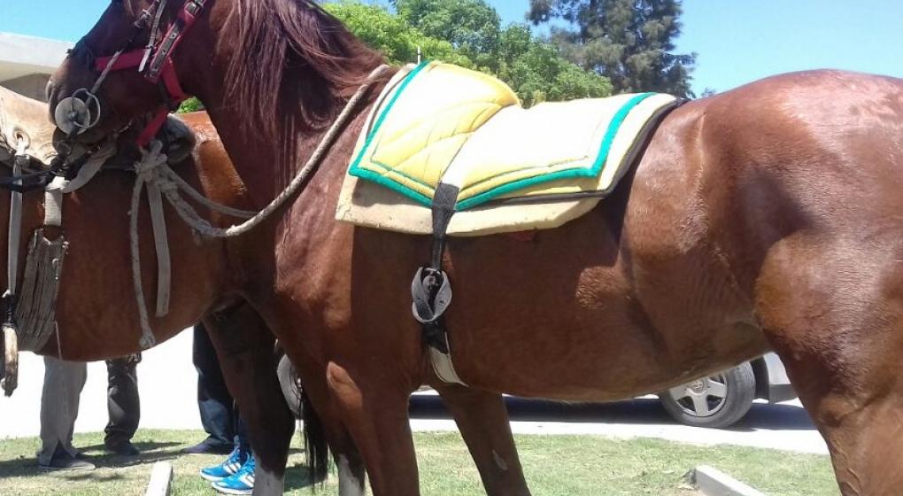 La Policía porteña se olvidó de los caballos