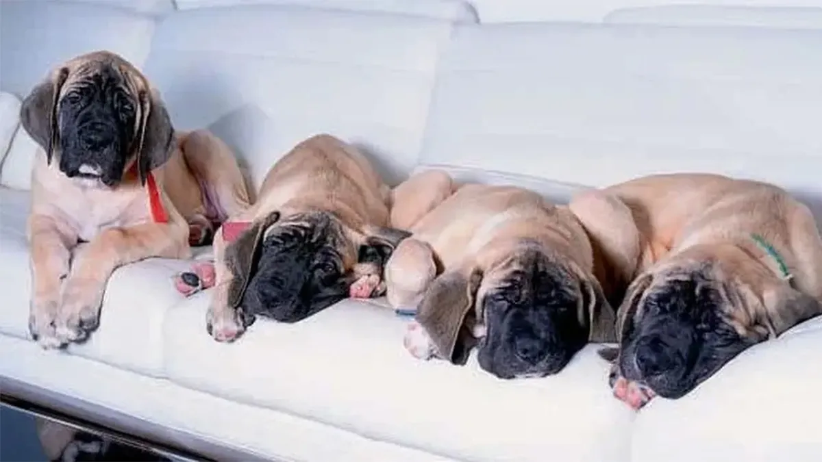 Amores perros entre Milei y el Congreso
