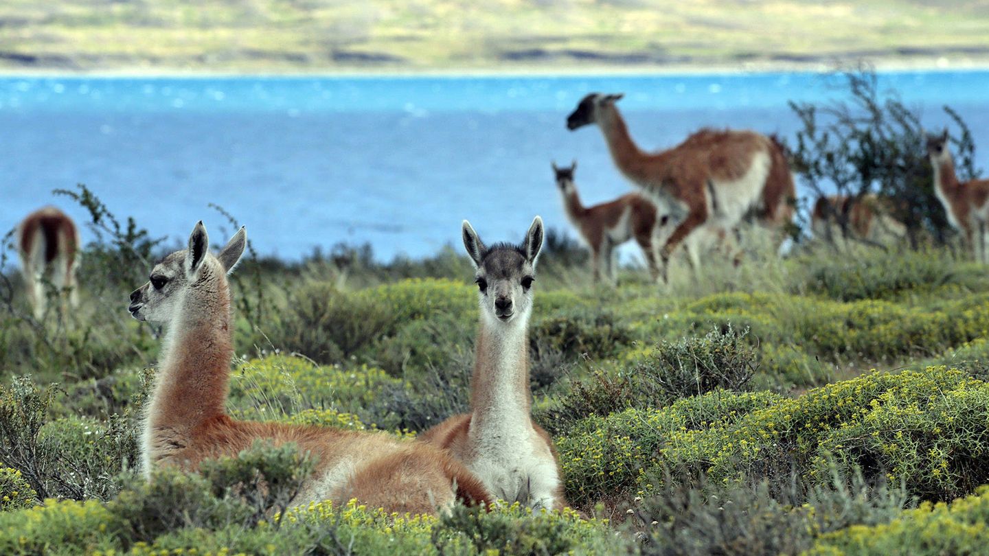 El gobierno busca entre guanacos y jubilados a los culpables