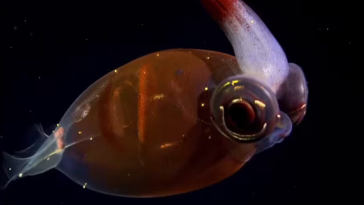 Nemo le ganó al León enjaulado