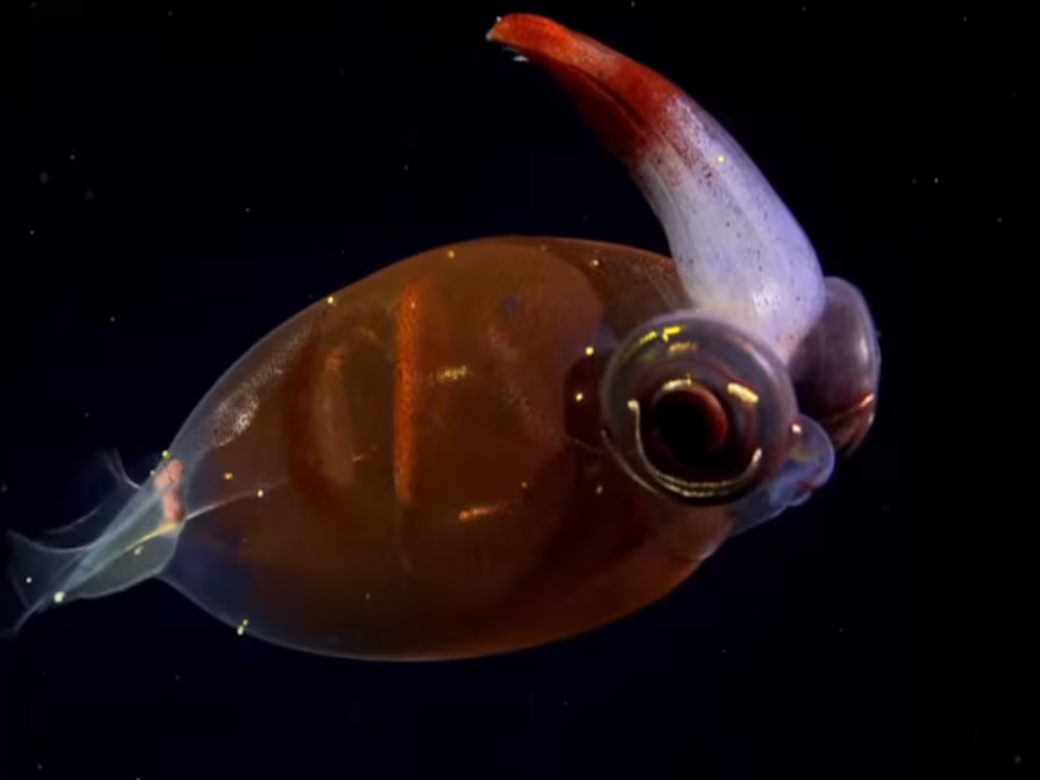 Nemo le ganó al León enjaulado