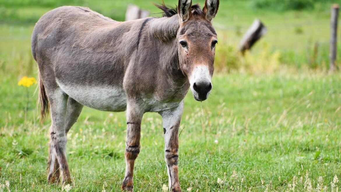 La carne de burro entró en la grieta: ¿una opción alimentaria o un escalón abajo?